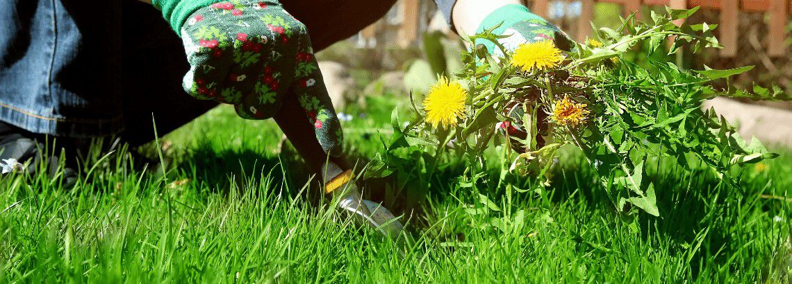 Onkruid in gazon bestrijden Onkruid in gazon bestrijden